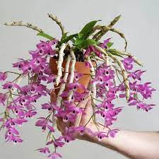 Dendrobium Parishii Orchid – Rare, Fragrant & Vibrant Purple Blooms - Orchid Plant