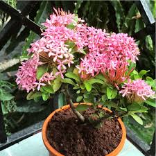 Mini Ixora Live Plant (Pink) – Compact Flowering Shrub for Home Garden & Pots -Flowering Plant