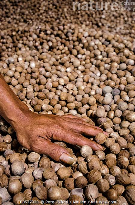 Plants Guru Whole Nutmeg (Jaiphal) 100g | Premium Whole Nutmeg | Naturally Dried | No Added Colours | No Added Preservatives | Aromatic Spice for Sweets, Curries, Baking & Masala-Spices