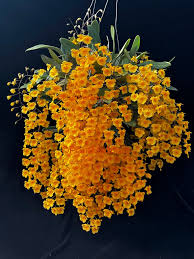 Dendrobium Aggregatum Orchid (Pineapple Orchid) – Compact, Golden & Fragrant Blooms - Orchid Plant