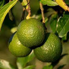Reed Avocado Seeds – Pack of 2 - Fruit Seeds