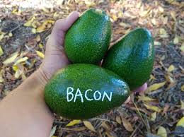 Bacon Avocado Seeds – Pack of 2 - Fruit Seeds