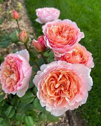🌸 Princess Charlene de Monaco Rose Seeds – Elegant Peach-Pink Fragrant Rose 20 Seeds Pack ( Growing Guide Free) - Flower Seeds