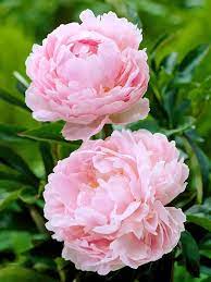 Pink Peony Flower Seeds – Elegant & Fragrant Perennial Blooms for Home Garden & Pot - Flower Seeds