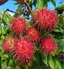 R-134 (Malaysia) Rambutan Hybrid Exotic Fruit Seeds, Pack of 5 - Fruit Seeds