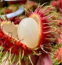 Jitlee (Thailand) Rambutan Hybrid Exotic Fruit Seeds, Pack of 5 - Fruit Seeds