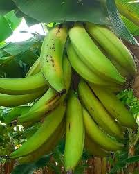 Sweet Long Banana – Tissue-Cultured Live Plant – 1 Healthy Plant - Fruit Plant
