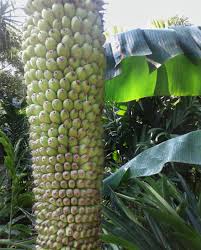 Thousand Fingers Banana – Live Tissue-Cultured Plant – 1 Healthy Plant - Fruit Plant