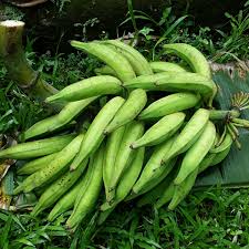 Nendran Banana  – Tissue-Cultured Live Plant– 1 Healthy Plant - Fruit Plant