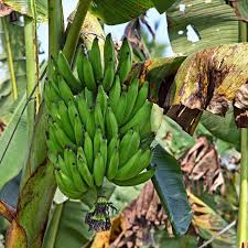 Nendran Banana  – Tissue-Cultured Live Plant– 1 Healthy Plant - Fruit Plant