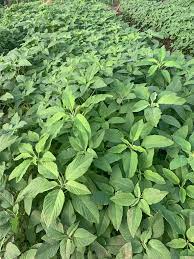 ARKA Suguna -TFL Veg.AMARANTH Hybrid -Vegetable Seeds