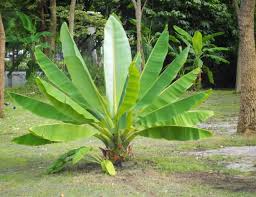 Wild Banana (Kalluvazha) – 10 Seeds - Fruit Seeds