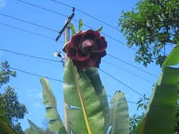 Wild Banana (Kalluvazha) – 10 Seeds - Fruit Seeds