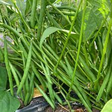 ARKA Suvidha -TFL FRENCH BEAN (Bush Type) Hybrid -Vegetable Seeds