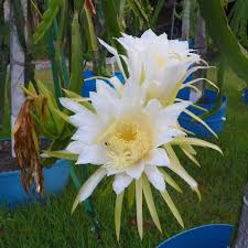 Dragon Fruit Live Plant (White Flesh) – Premium Pitaya Cactus for Home & Terrace Gardening-Fruit Plant