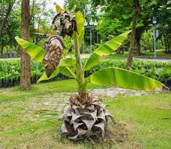 Wild Banana (Kalluvazha) – 10 Seeds - Fruit Seeds