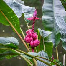 Pink Banana (Wild Variety) – 10 Seeds - Fruit Seeds