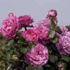 🌹 Yves Piaget Rose Seeds – Luxurious Pink Peony-Style Rose with Strong Fragrance 20 Seeds Pack ( Growing Guide Free) - Flower Seeds