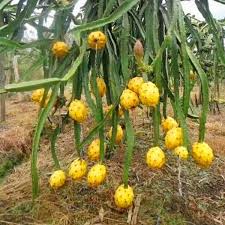 Dragon Fruit Live Plant (Yellow) – Rare Pitaya Cactus for Garden & Home Growing-Fruit Plant