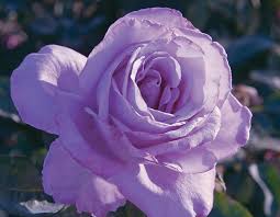 🌸 Blue Girl Rose Seeds – Rare Lavender-Blue Hybrid Tea Rose 20 Seeds Pack ( Growing Guide Free) - Flower Seeds