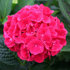 🌺 Hydrangea Flower Plant (Red) – Live Ornamental Shrub for Home & Garden Decor - Flowering Plant