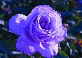 🌸 Blue Girl Rose Seeds – Rare Lavender-Blue Hybrid Tea Rose 20 Seeds Pack ( Growing Guide Free) - Flower Seeds