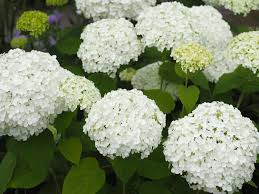 🌼 Hydrangea Flower Plant (White) – Elegant Live Plant for Indoor & Outdoor Spaces - Flowering Plant