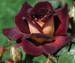 🌹 Dark Night Rose Seeds – Exotic Bi-Color Hybrid Tea Rose 20 Seeds Pack ( Growing Guide Free) - Flower Seeds