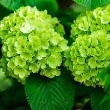 🌿 Hydrangea Flower Plant (Green) – Rare Live Ornamental Shrub for Home & Garden Decor - Flowering Plant