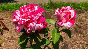 🌸 Neil Diamond Rose Seeds – Striking Striped Magenta & White Hybrid Tea Rose 20 Seeds Pack ( Growing Guide Free) - Flower Seeds