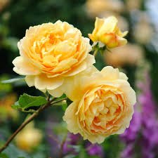 🌹 Golden Celebration Climbing Rose Seeds – Fragrant Yellow David Austin Variety 20 Seeds Pack ( Growing Guide Free) - Flower Seeds