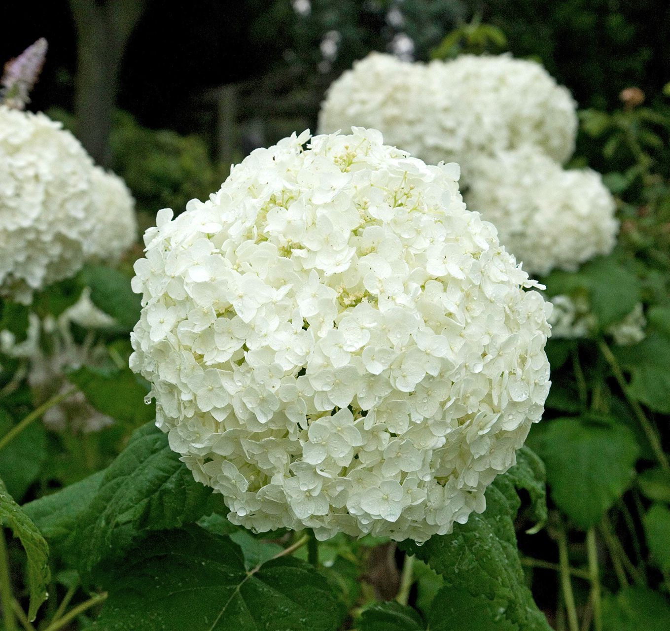 🌼 Hydrangea Flower Plant (White) – Elegant Live Plant for Indoor & Outdoor Spaces  - Flowering Plant