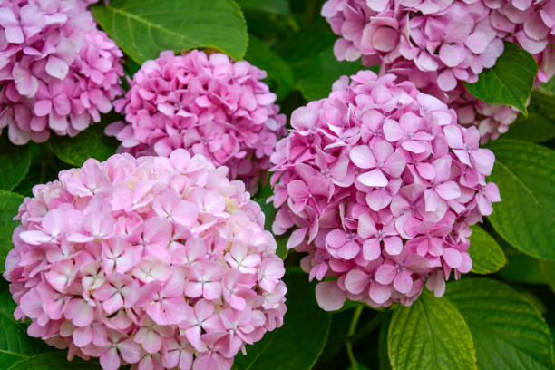 🌸 Hydrangea Flower Plant (Pink) – Live Ornamental Shrub for Garden & Balcony Decoration - Flowering Plant