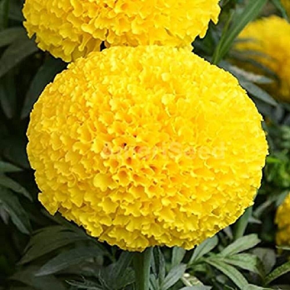 Hybrid Yellow Marigold Flower Seeds – Pack of 30 - Flower Seeds