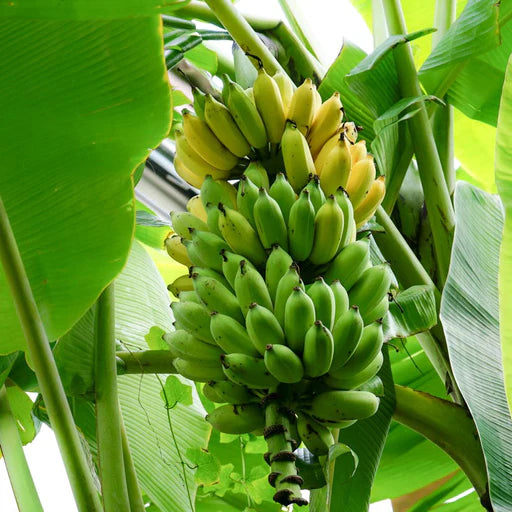 Karpoora Poovan / Karpoora Valli Banana Live Plant – Tissue-Cultured – 1 Healthy Plant - Fruit Plant