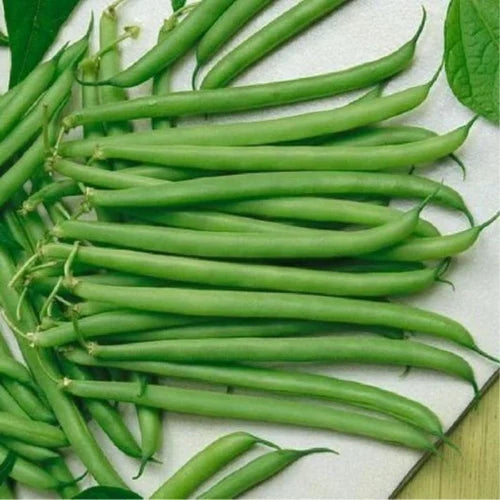 ARKA Komal -TFL FRENCH BEAN (Bush Type) Hybrid -Vegetable Seeds