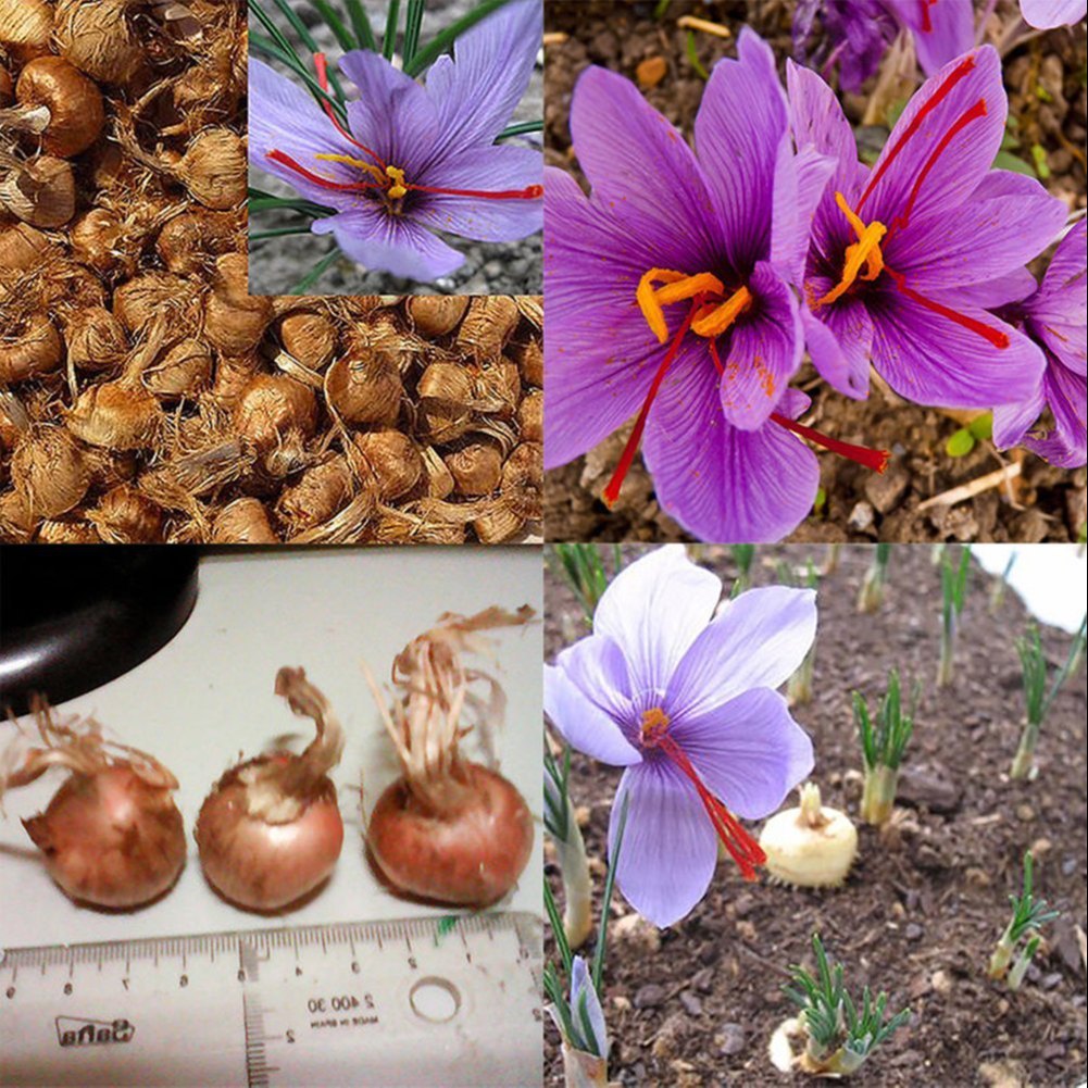 Kashmiri Saffron 3 Bulbs – Premium Quality Crocus Sativus for Home & Commercial Cultivation - Bulbs