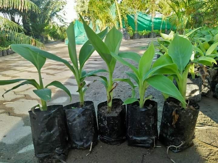 Nendran Banana  – Tissue-Cultured Live Plant– 1 Healthy Plant - Fruit Plant