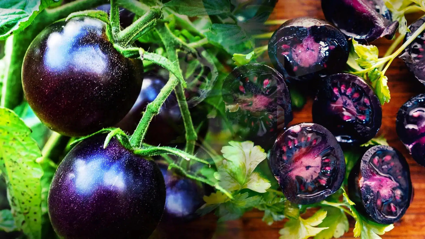 🍅 Purple Tomato – Novel Color, High in Antioxidants (20 Seeds Pack) - Fruit Seeds