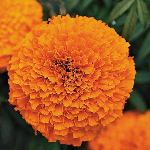 Vibrant Orange Marigold Flower Seeds – 30 Seeds (Open Pollinated) - Flower Seeds