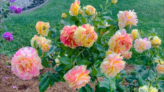 🌹 Pop Art Rose Seeds – Vibrant Variegated Grandiflora Rose 20 Seeds Pack ( Growing Guide Free) - Flower Seeds