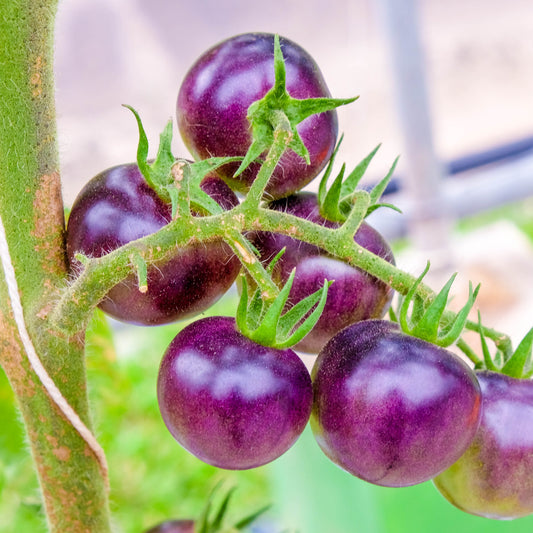 🍅 Purple Tomato – Novel Color, High in Antioxidants (20 Seeds Pack) - Fruit Seeds