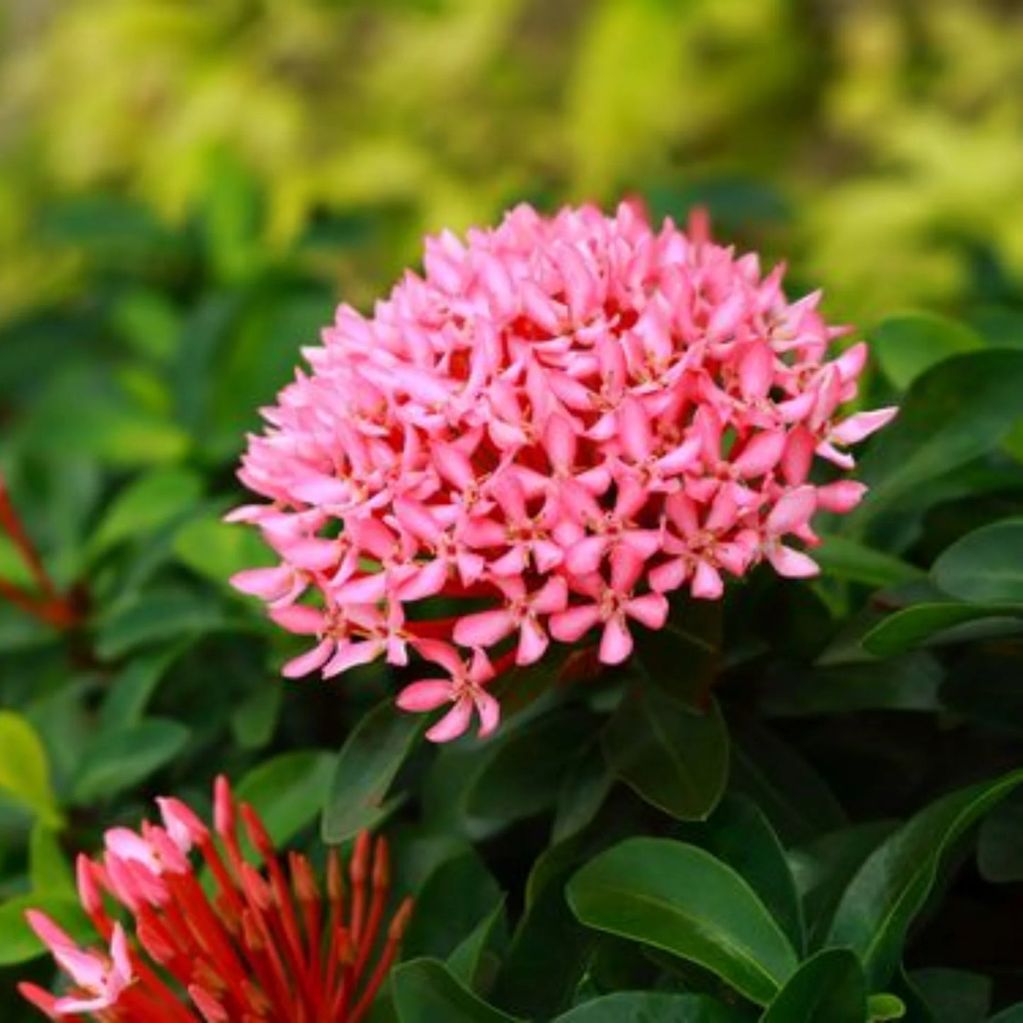 Mini Ixora Live Plant (Pink) – Compact Flowering Shrub for Home Garden & Pots -Flowering Plant