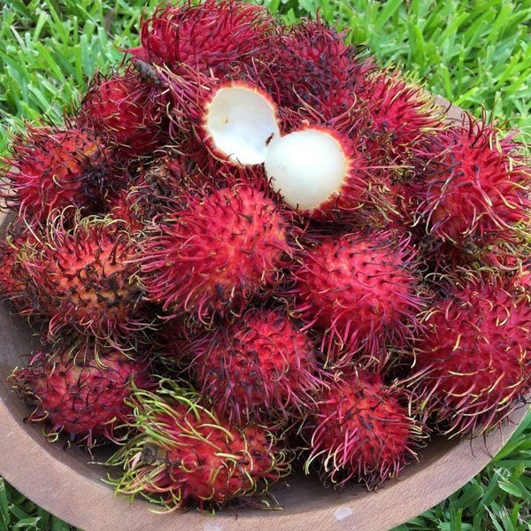 N18 Rambutan Hybrid Exotic Fruit Seeds, Pack of 5 - Fruit Seeds