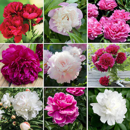 Peony Flower Mixed Seeds – Multicolor Herbaceous Peony Plant Seeds for Home Garden & Pots - Flower seeds