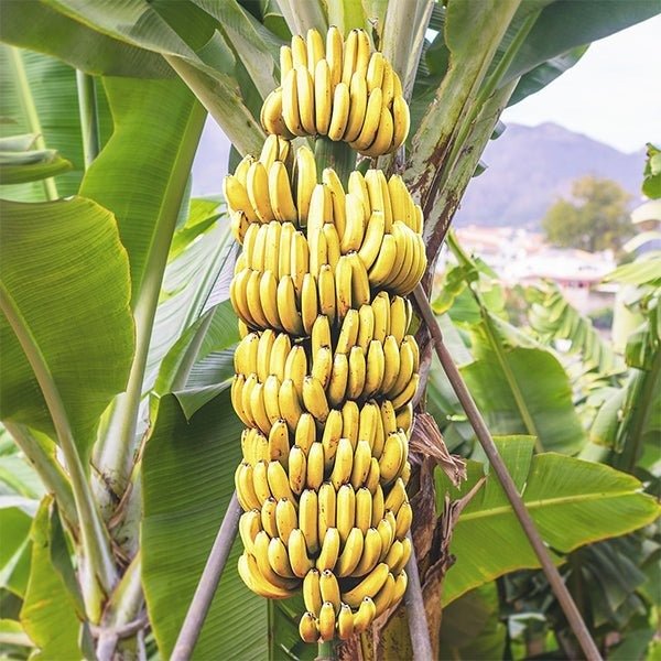 G9 Banana Plant – Tissue-Cultured Live Plant– 1 Healthy Plant - Fruit Plant
