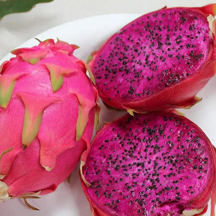 Dragon Fruit Live Plant (Pink Flesh) – Pitaya Cactus Plant for Home & Garden -Fruit Plant