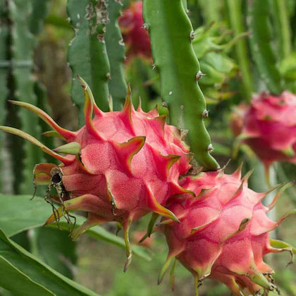 Dragon Fruit Live Plant (Pink Flesh) – Pitaya Cactus Plant for Home & Garden -Fruit Plant