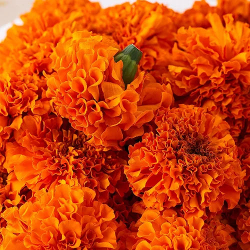 Vibrant Orange Marigold Flower Seeds – 30 Seeds (Open Pollinated) - Flower Seeds