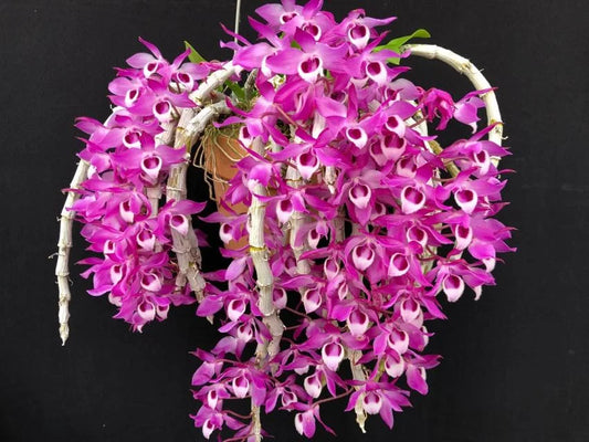 Dendrobium Parishii Orchid – Rare, Fragrant & Vibrant Purple Blooms - Orchid Plant